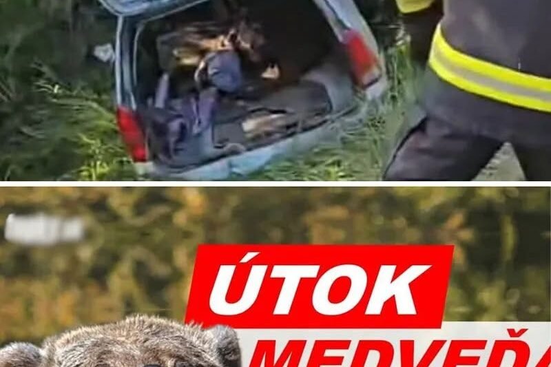 KRVAVÝ ÚTOK medveďa na bežca: Šelma ho hrýzla, silno krvácal, prišiel ďalší šok! Mrazivé SVEDECTVO boja o život